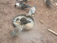 Ducks — फ़ोटो 1