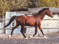 Horse (M), Shagya — photo 4