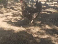 Gallina eslovena barrada — foto 2