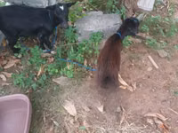 عنزة, American pygmy goats — الصورة 4