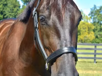 Hengst, Percheron — Foto 3