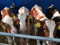 Bull, Simmental cattle — photo 2