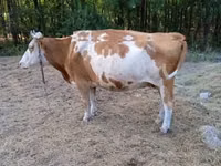 Vaca, Simmental cattle — foto 3