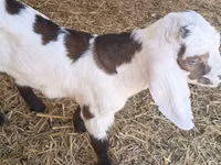 Ziegenbock, Nubian Goat — Foto 1