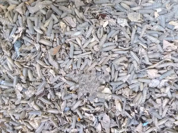 BSF Black Soldier Fly Pupae