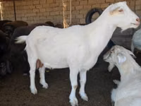 Ziege, Saanen goat — Foto 4