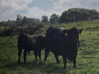 गाय, Swiss cattle — फ़ोटो 1