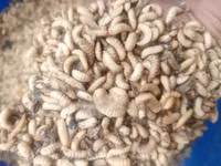 Black Soldier Fly — फ़ोटो 3