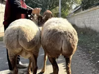 نعجة, Arashan sheep — الصورة 3