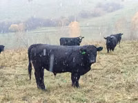 Cow, Galloway cow — photo 2
