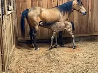 Stute, Black Sea breed — Foto 6