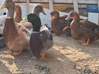 ساكسوني — الصورة 2