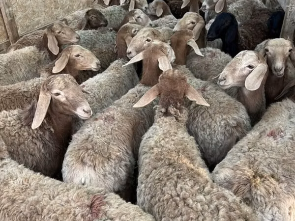 Sheep, Sheep