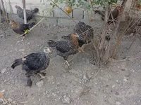 Gallina eslovena barrada — foto 1