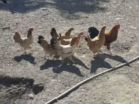 Chickens — photo 3