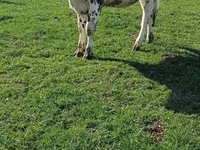 母牛, Simmental cattle — 照片 2