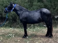 حصان, Dutch warmblood horse — الصورة 1