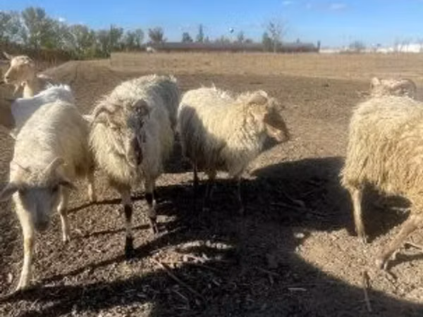 Carnero, Merino sheep