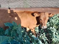 Bull, Cattle — photo 1