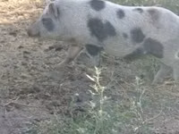 Cerda, Cerdos — foto 4