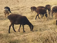 Sheep, Sheep — photo 2
