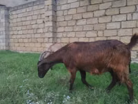 बकरी, Alpine goat — फ़ोटो 1