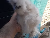 Chickens — Foto 7