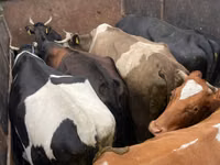 Bull, Russian Black pied cattle — photo 2