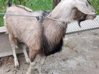 Goat, Irish goat — photo 2