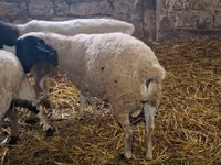 Ram, Dorper sheep — photo 2