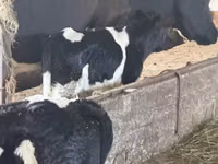ثور, Russian Black pied cattle — الصورة 2