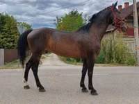 Mare, Horses — photo 1