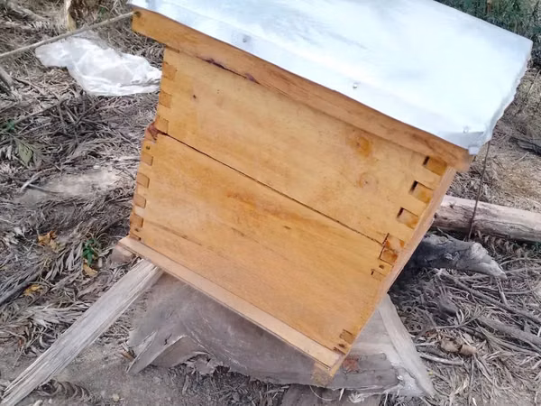 Box Langstroth Hives