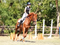 घोड़ा, Oldenburg horse — फ़ोटो 1