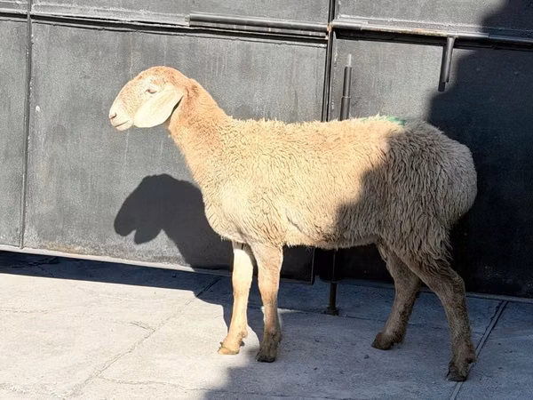Schaf, Hissar sheep