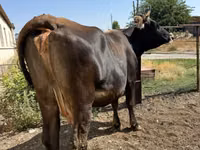 Cow, Cattle — photo 5