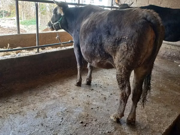 Cow, Swiss cattle