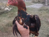 Chickens — 照片 3