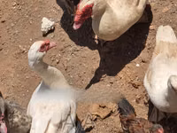 Ducks — 照片 2