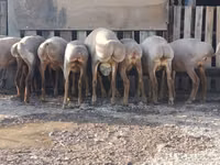 نعجة, Arashan sheep — الصورة 5