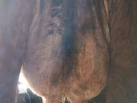 Cow, Alatau breed — photo 3