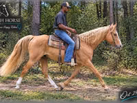 Horse (M), Palomino — photo 3