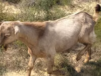Billy Goat, Goats — photo 3