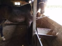 Horse (M), Horses — photo 3