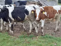 Cow, Russian Black pied cattle — photo 4