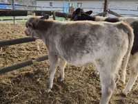 Cattle (batch, sex not specified), Belgian Blue — photo 7