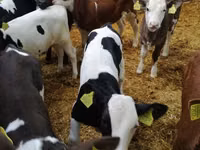 Bull, Cattle — photo 7