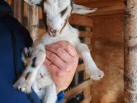 Goat, Australian Miniature goats — photo 1
