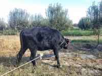 Rinder (Partie, Geschlecht nicht angegeben), Russian Black pied cattle — Foto 2