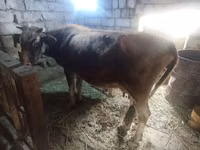 Vaca, Ganado vacuno — foto 2